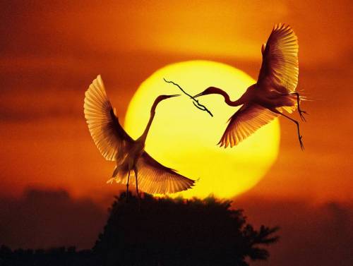 Nature