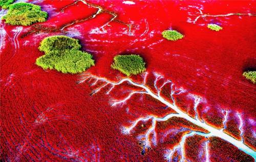 Panjin Red Beach